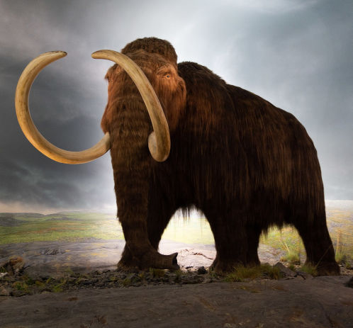mammoth.jpg