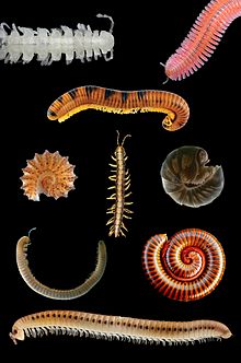 millipedes.jpg
