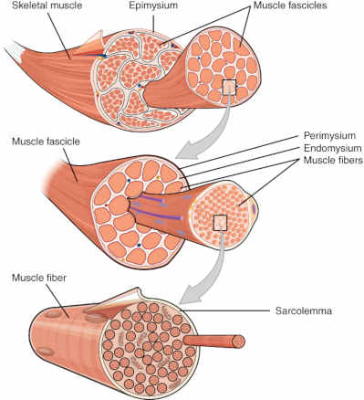 muscleFibes.jpg