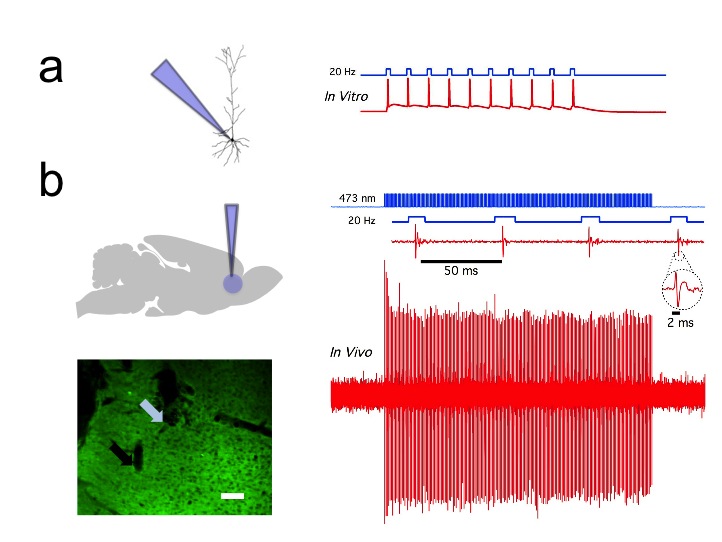 optogenetics.jpg