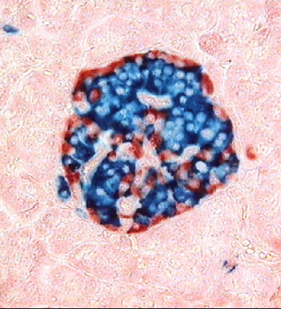 pancreaticIslet.jpg