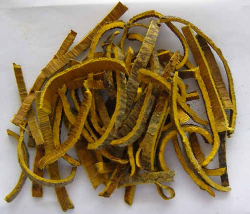 phellodendron.jpg