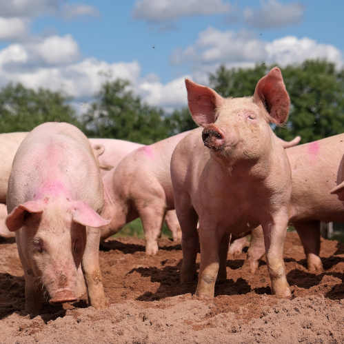 pigs.jpg