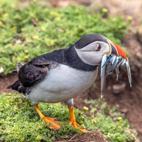 puffin.jpg