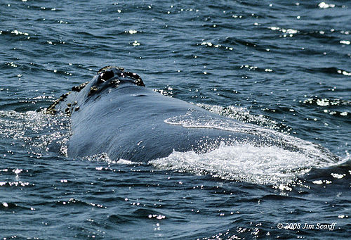 rightWhale.jpg