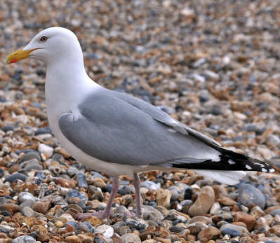 seagull.jpg