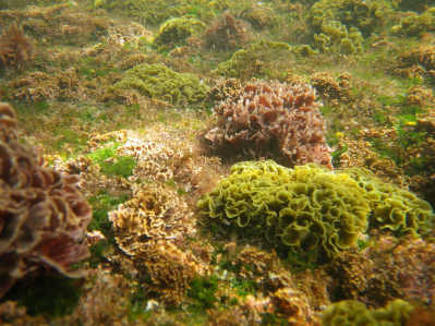 seaweed.jpg