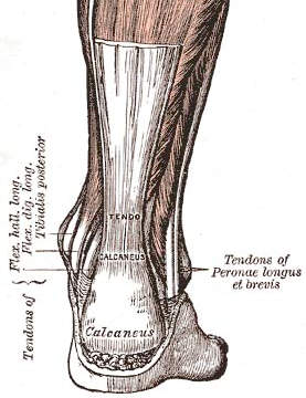 tendon.jpg