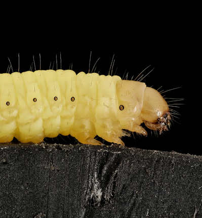 waxWormCaterpillar.jpg